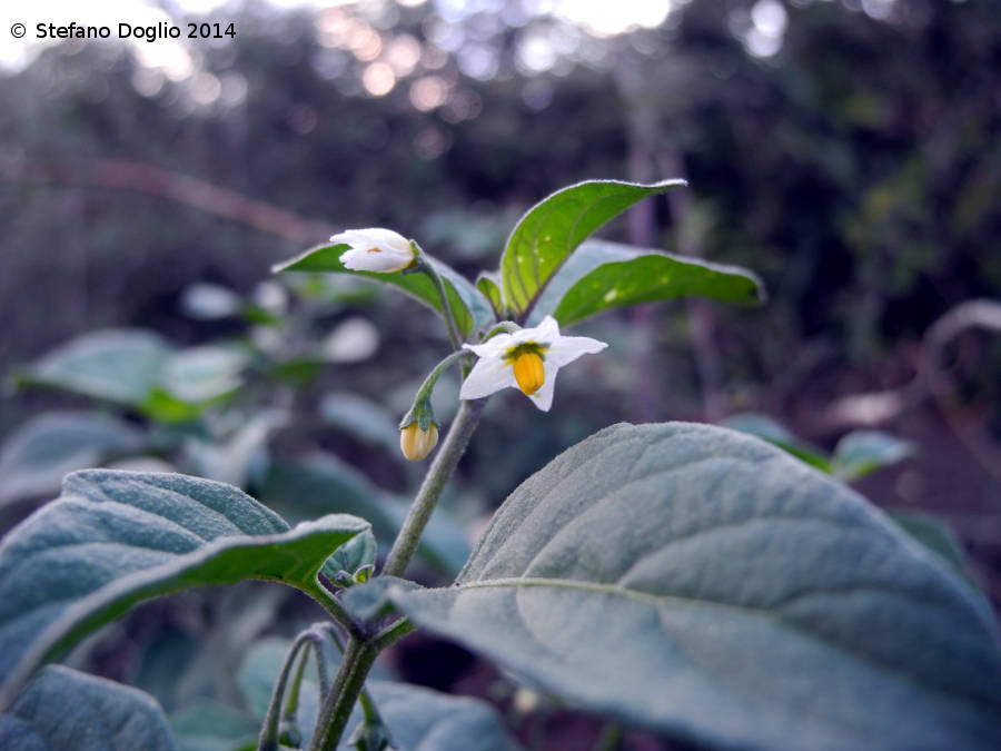Solanum villosum vs. Solanum alatum